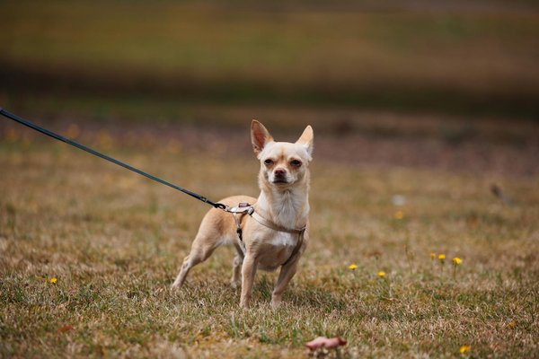 Bien choisir un harnais de traction pour chien performant