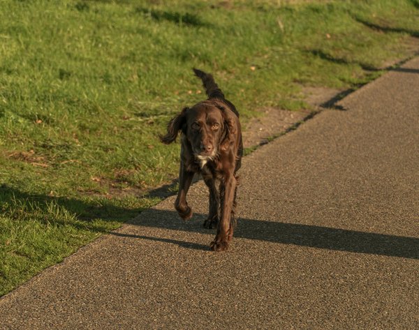 Blog comprendre chat : décodez votre félin