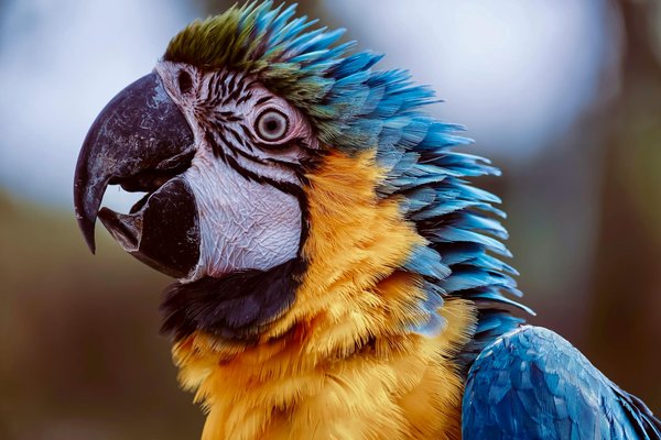 Accessoires chat : trouvez le meilleur pour votre compagnon