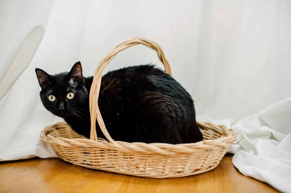 Choisir le meilleur panier pour chat confort